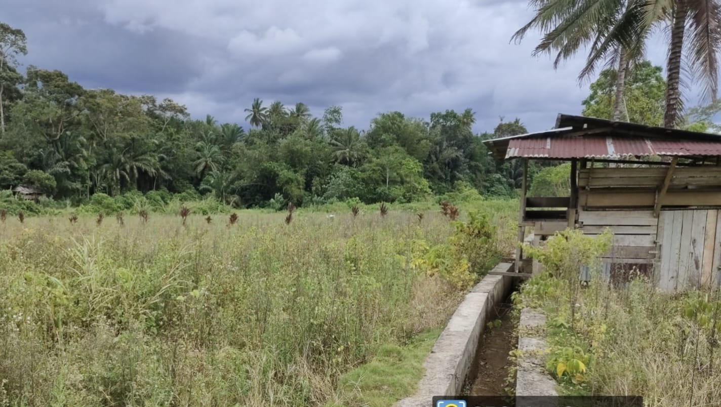 Irigasi Jebol, Sawah Masyarakat Desa Lubuk Terentang Sudah Ditumbuhi Semak Belukar
