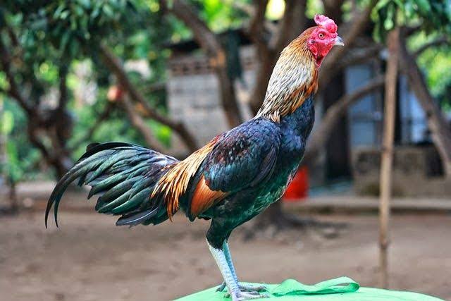 Sejak Kapan ayam Burma Ada di Indonesia, Simak Ulasannya