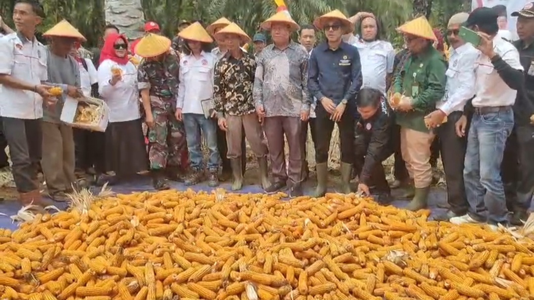 Walau Lagi Konflik, Pemdes Jenggalu Sulap Lahan Eks Sabudin Jadi Ladang Jagung