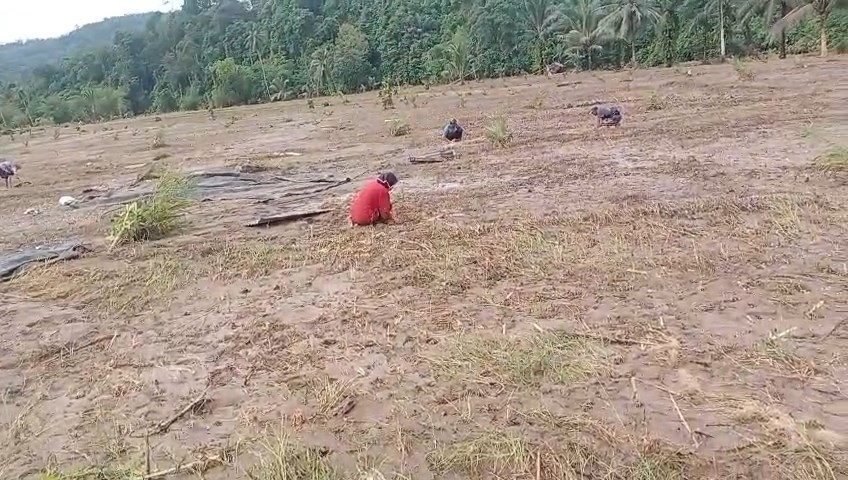   Dampak Banjir di Seluma, Ratusan Hektare Lahan Pertanian  Seluma