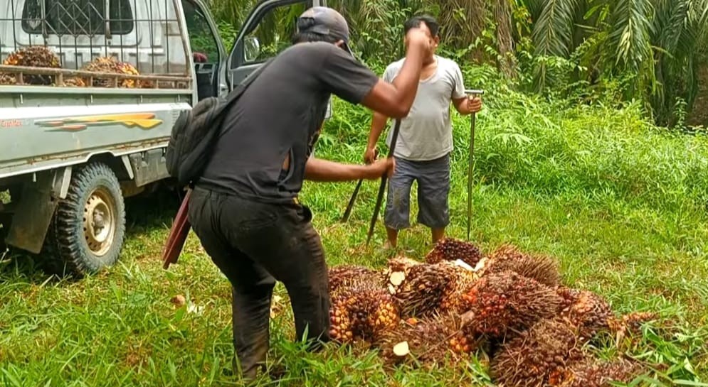 Sudah Sepekan Harga TBS di Seluma Stabil di Rp 2.400 Per Kg