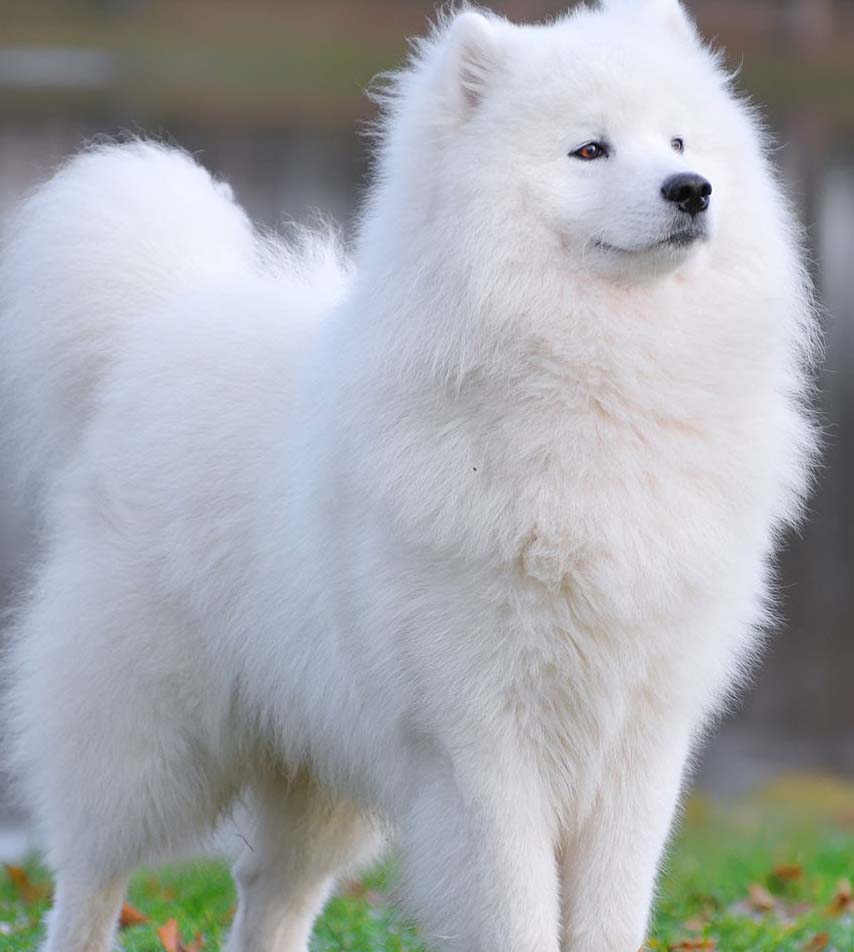 Anjing -anjing Mahal! Samoyed, Serigala yang Tersenyum