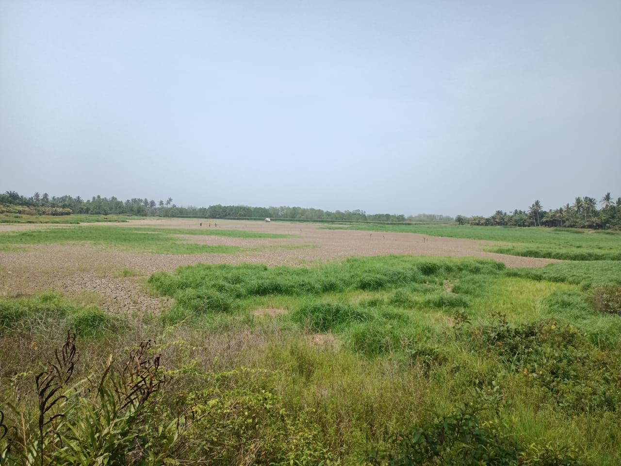 50 Hektar Lahan Sawah Milik Masyarakat Desa Tedunan Seluma, Tak Bisa Difungsikan