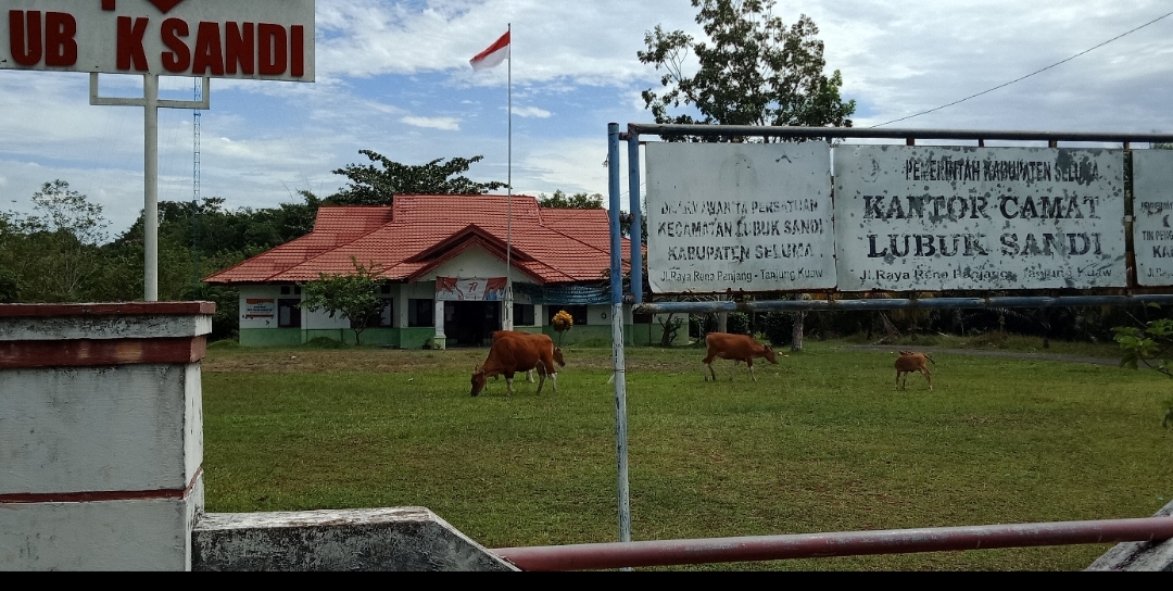   Sapi Ini Suka Ngantor di Halaman Kecamatan di Kab Seluma