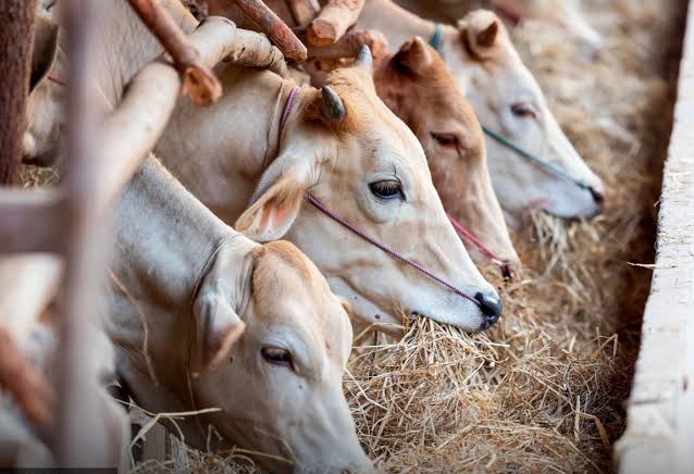 Ibadah Kurban Semakin Mudah dengan BYOND,  BSI Kerjasama Dengan 17 LAZNAS