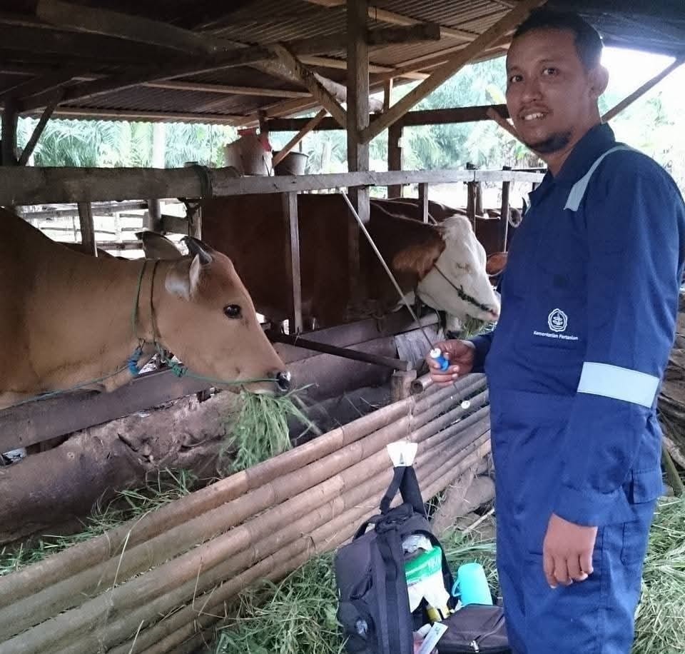 Berikut Jumlah dan Lokasi Ternak yang Siap Dikurbankan di Kabupaten Seluma