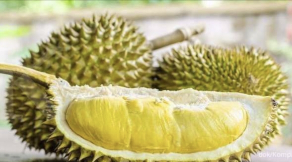 Durian Seluma Kelezatan Buah Dengan Daging Tebal dan Aroma Khas