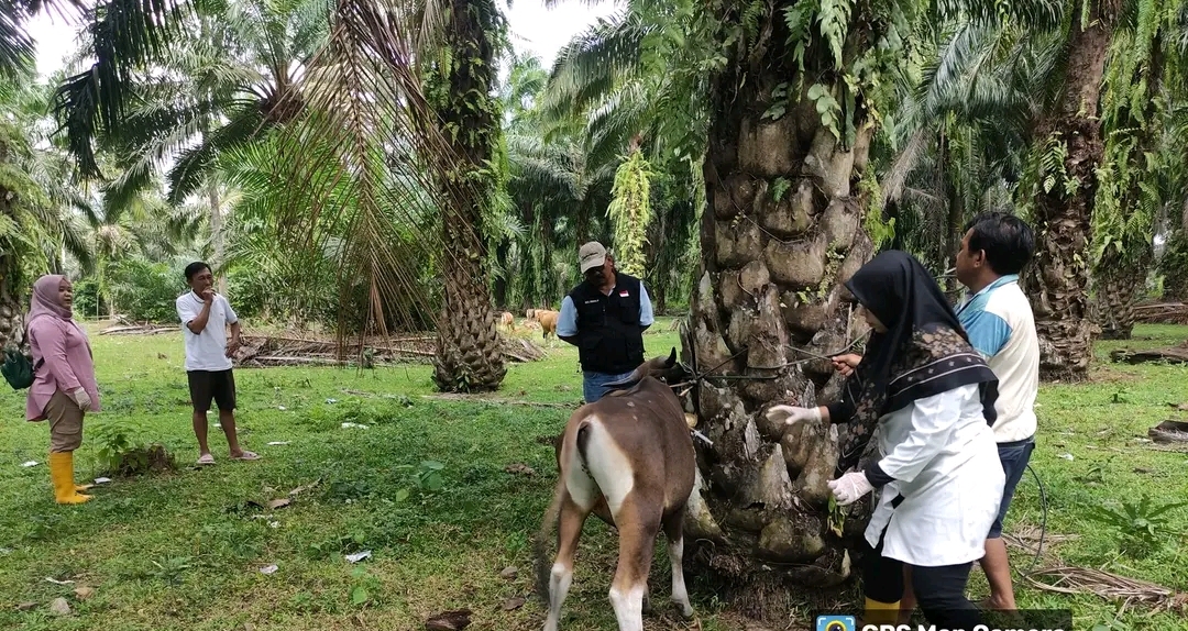  Ternak yang Dikandangkan Lebih Aman dari Serangan Penyakit