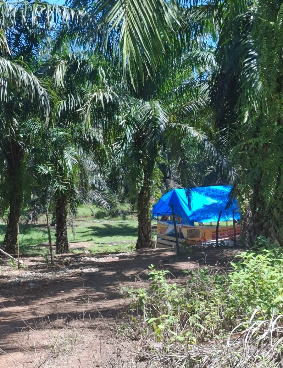  Warem Mucul Lagi, Satpol PP Seluma Siap Melakukan Penertiban