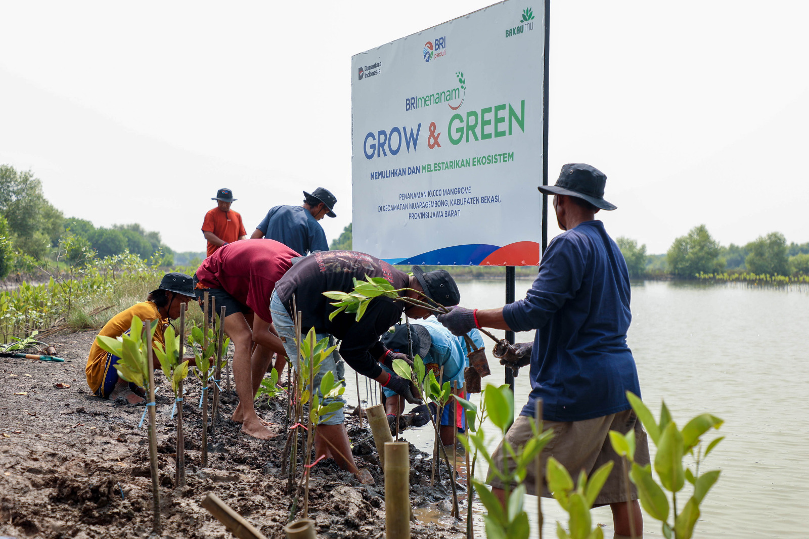 Peringati Hari Mangrove Sedunia, BRI Pertegas Komitmen Selamatkan Lingkungan Lewat Perbaikan Ekosistem Pesisir
