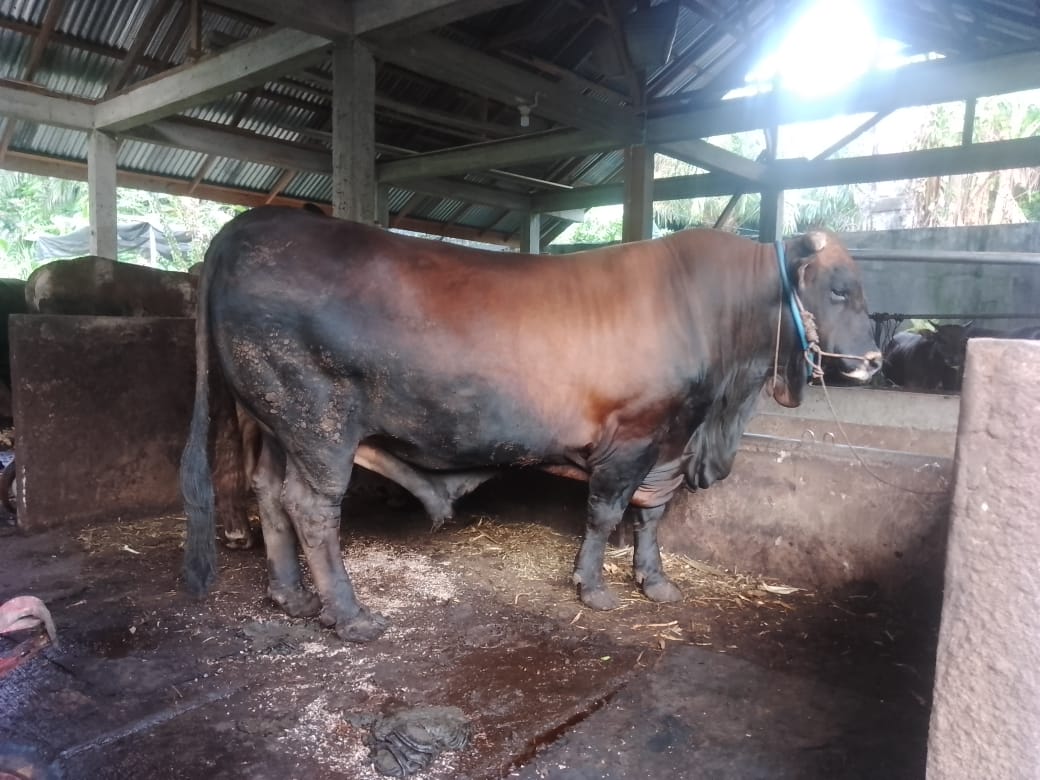 Berat 937.5 Kg, MJ Sapi Asal Seluma Akan Dibeli Presiden Jokowi?? Simak Selengkapnya