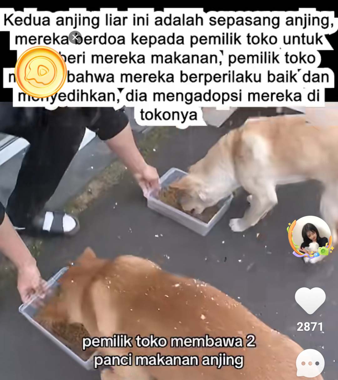 Viral di Medsos, Sepasang Anjing Kesasar Berikan Rezeki Melimpah