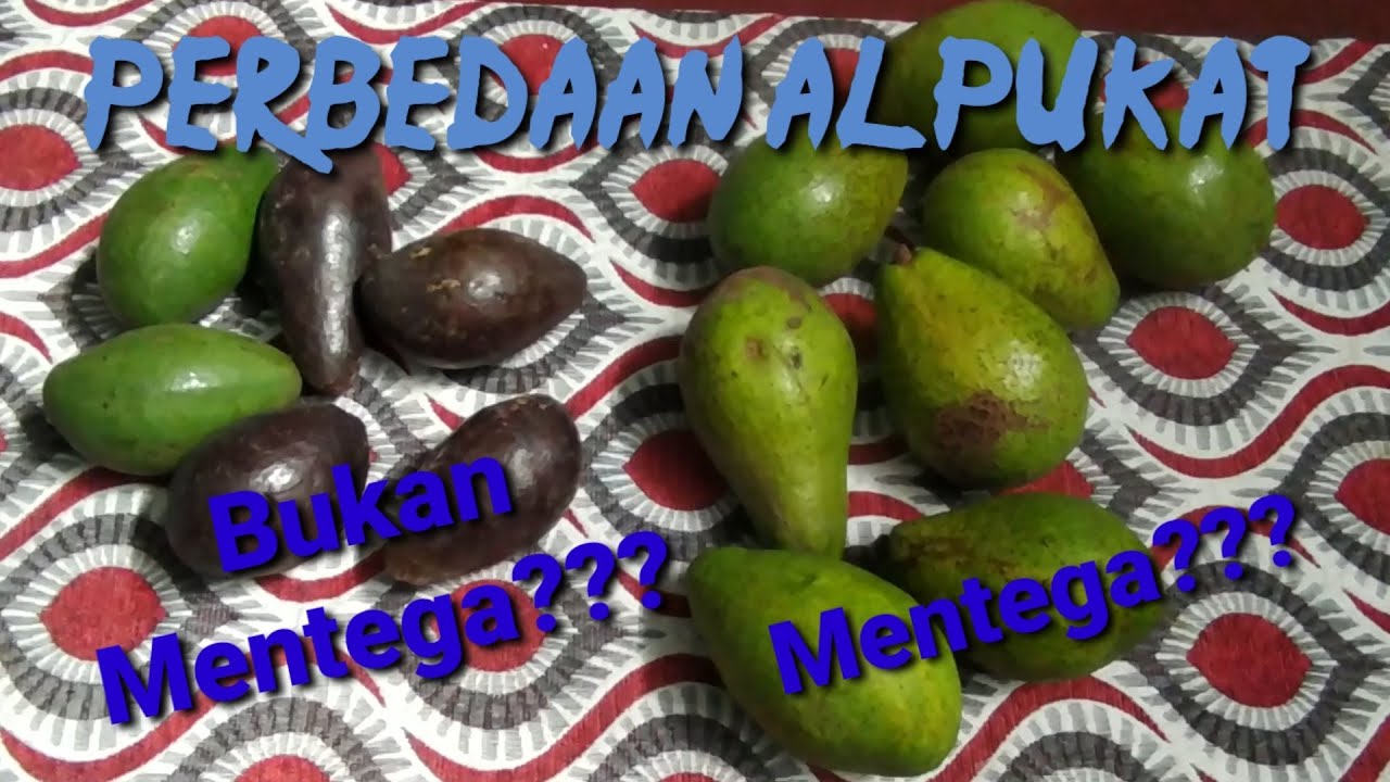 Jangan salah ya !! ini dia Perbedaan Esensial Antara Alpukat Biasa dan Alpukat Mentega