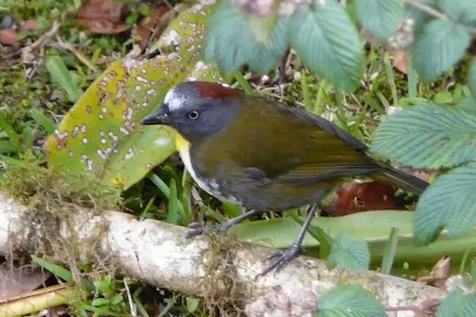 2 Spesies Burung Beracun Sudah Ditemukan di Hutan Indonesia, Jangan Dipelihara Berbahaya!