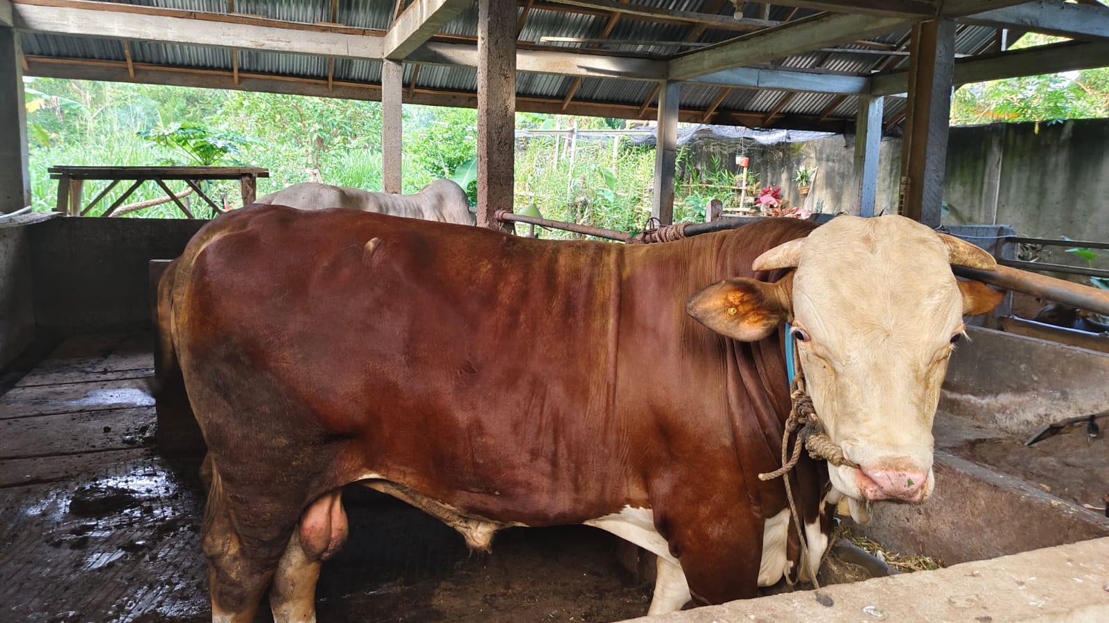 Peternak Sapi di Seluma Raup Ratusan Juta dari Penjualan Sapi Kurban Iduladha
