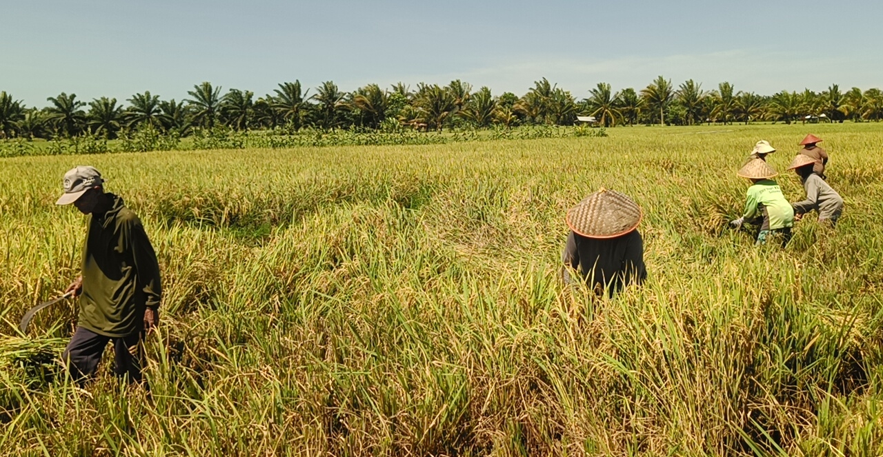 Program Oplah Non Rawa Mulai Panen, Seluma Targetkan Peningkatan Produksi Pangan