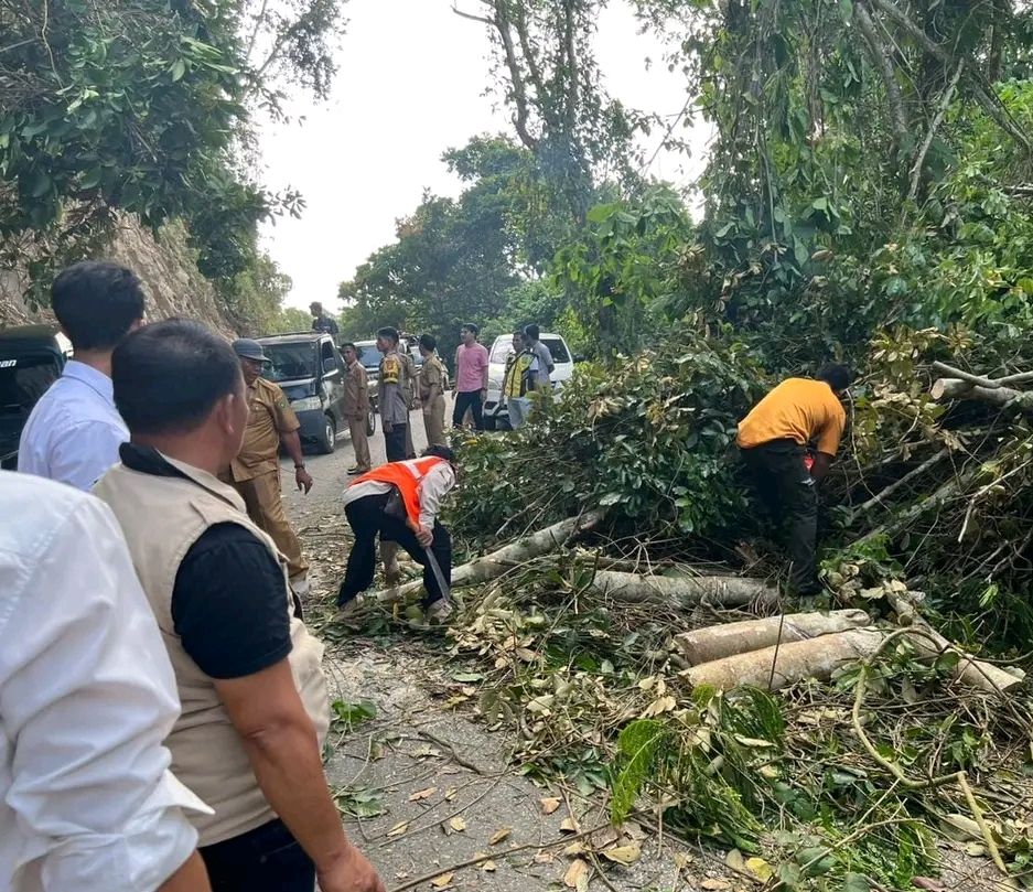   Hitungan Menit Tuntas, BPBD Bersihkan Pohon Tumbang di Kota Manna