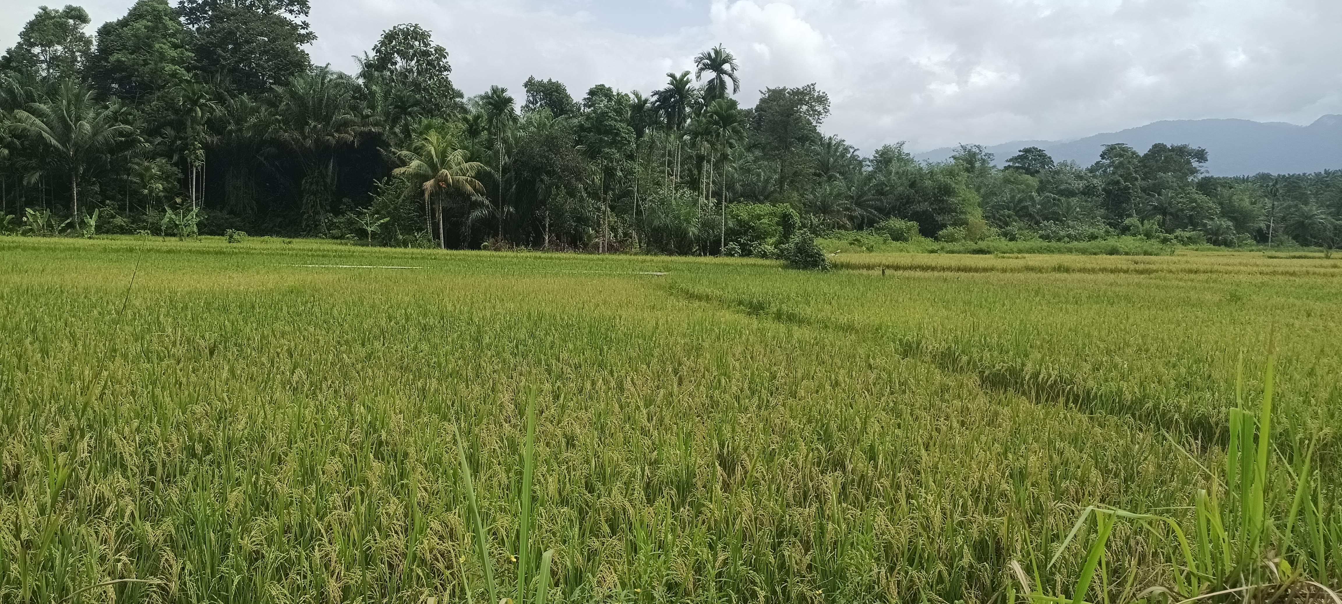  Hasil Panen Kali Ini  Diprediksi Kurang Stabil, Banyak Buah Padi Kosong