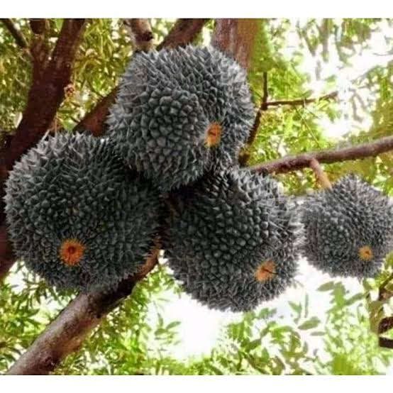 Durian Black Thorn atau Durian Duri Hitam Asal Malaysia, Durian Paling Mahal di Dunia! Cek Faktanya