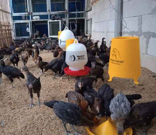 Warga Diminta Berternak, 1600 Ekor Ayam Dibagikan Gratis