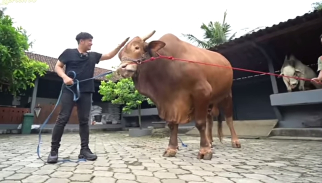 Pantas Saja Wariso Jadi Sapi Irfan Hakim.. HARGANYA? 