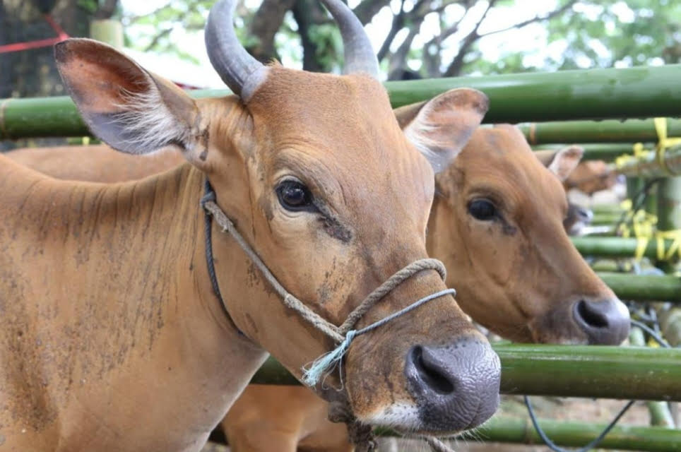   Gawat! 5  Sapi Milik Warga Pasar Talo Mati!  Diduga Terinfeksi Penyakit Jembrana