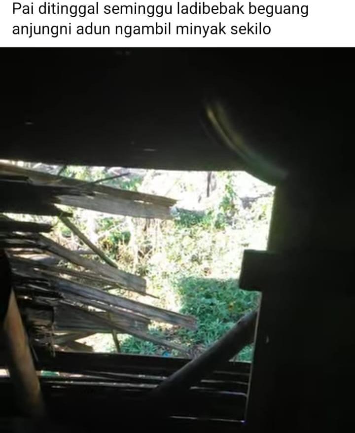 Warga Sinar Pagi Ketakutan, Beruang Hancurkan Pondok Kebun dan Mulai Mengancam