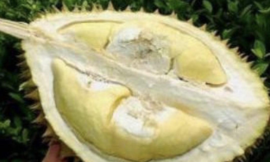 Durian Memiliki Cita Rasa Yang Berbeda Simak! 