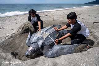  Jaga Habitat Penyu Belimbing, Pulai Buru Ditetapkan Jadi Kawasan Konservasi