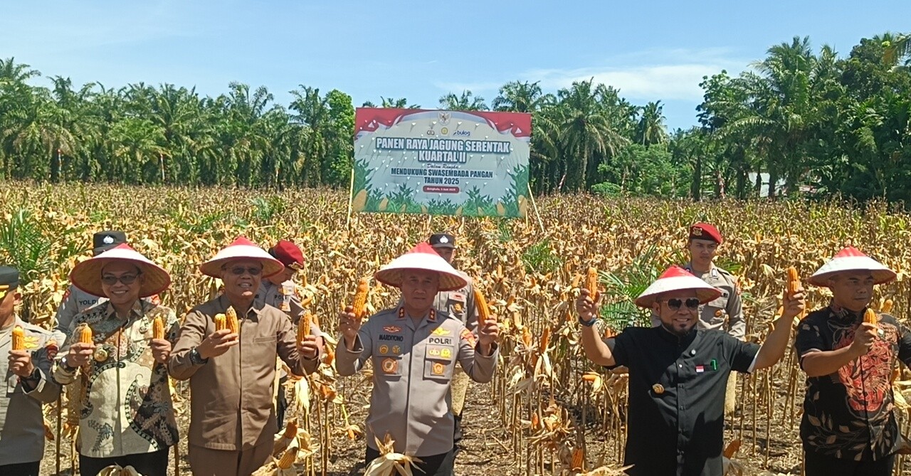   Kapolda Bengkulu Laporkan Hasil Program Panen Jagung di Bengkulu kepada Presiden, 3.320 Ton 