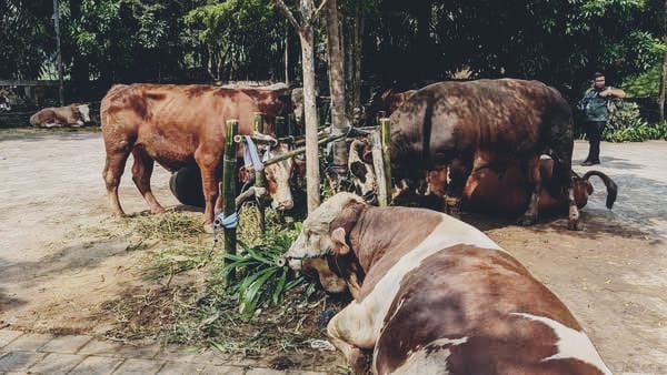 Segini Total Sapi Qurban Presiden Prabowo untuk Masyarakat Indonesia di Hari Raya Idul Adha 1446 H