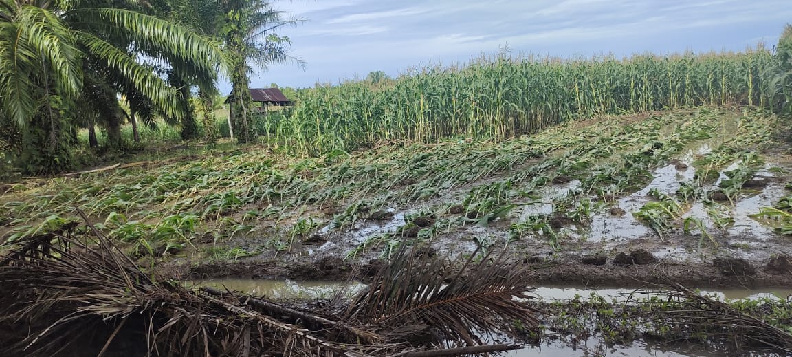  58,95 Hektar Kebun Jagung di BS Rusak