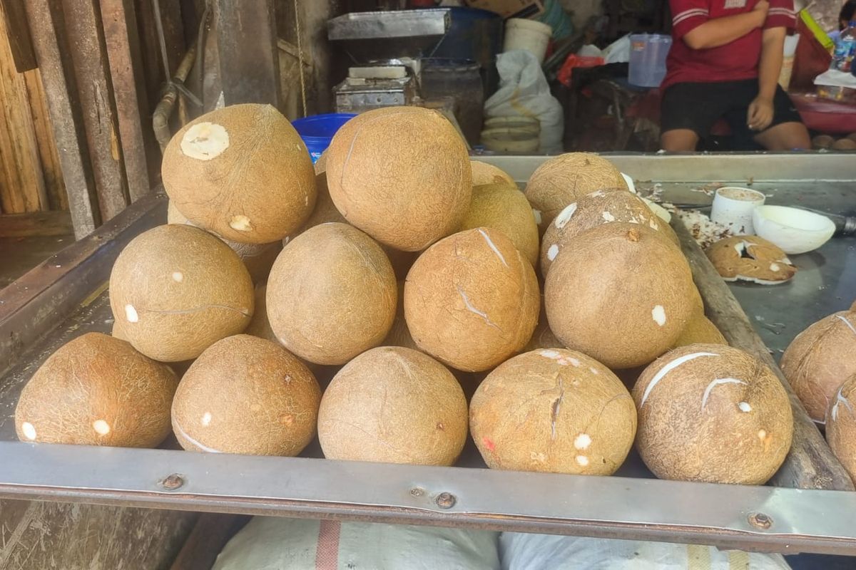 Harga Buah Kelapa Naik 2025, Segini Harganya!