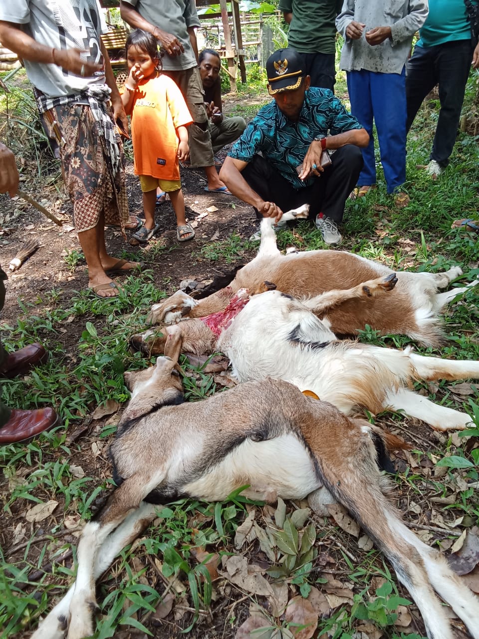  BKSDA Cek Lokasi Tiga Ekor Kambing dan Ayam  Dimangsa Binatang Buas di Seluma