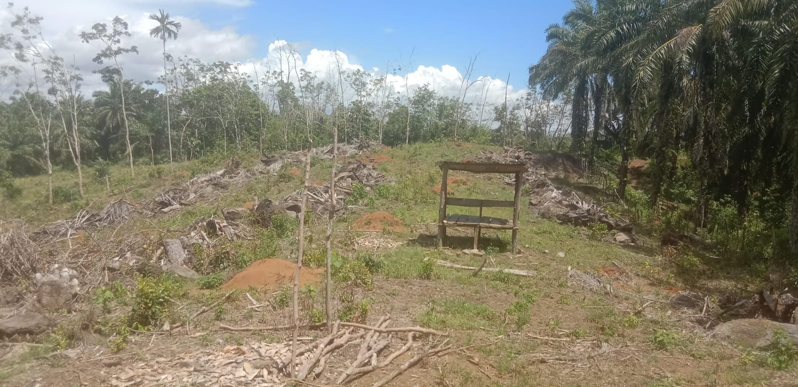Petani Keluhkan Ketidakjelasan Program Replanting Sawit di Talang Tinggi Seluma Barat
