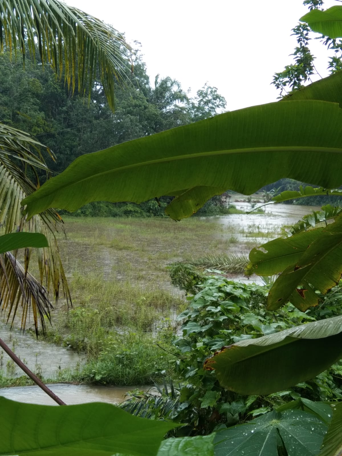 Puluhan Hektare Sawah di Air Latak Terendam Banjir