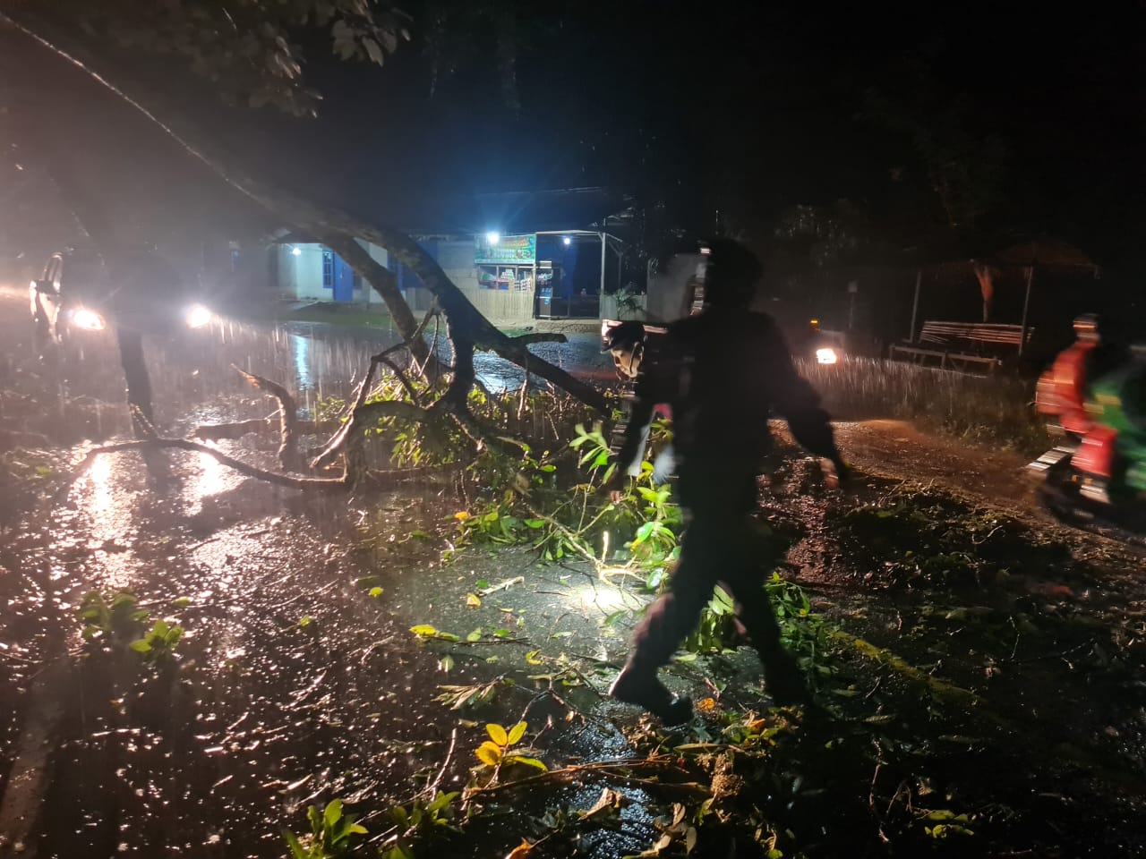 Hujan Deras Disertai Angin Kencang, Tiga Pohon Besar Tumbang di Jalur Lintas Barat Seluma