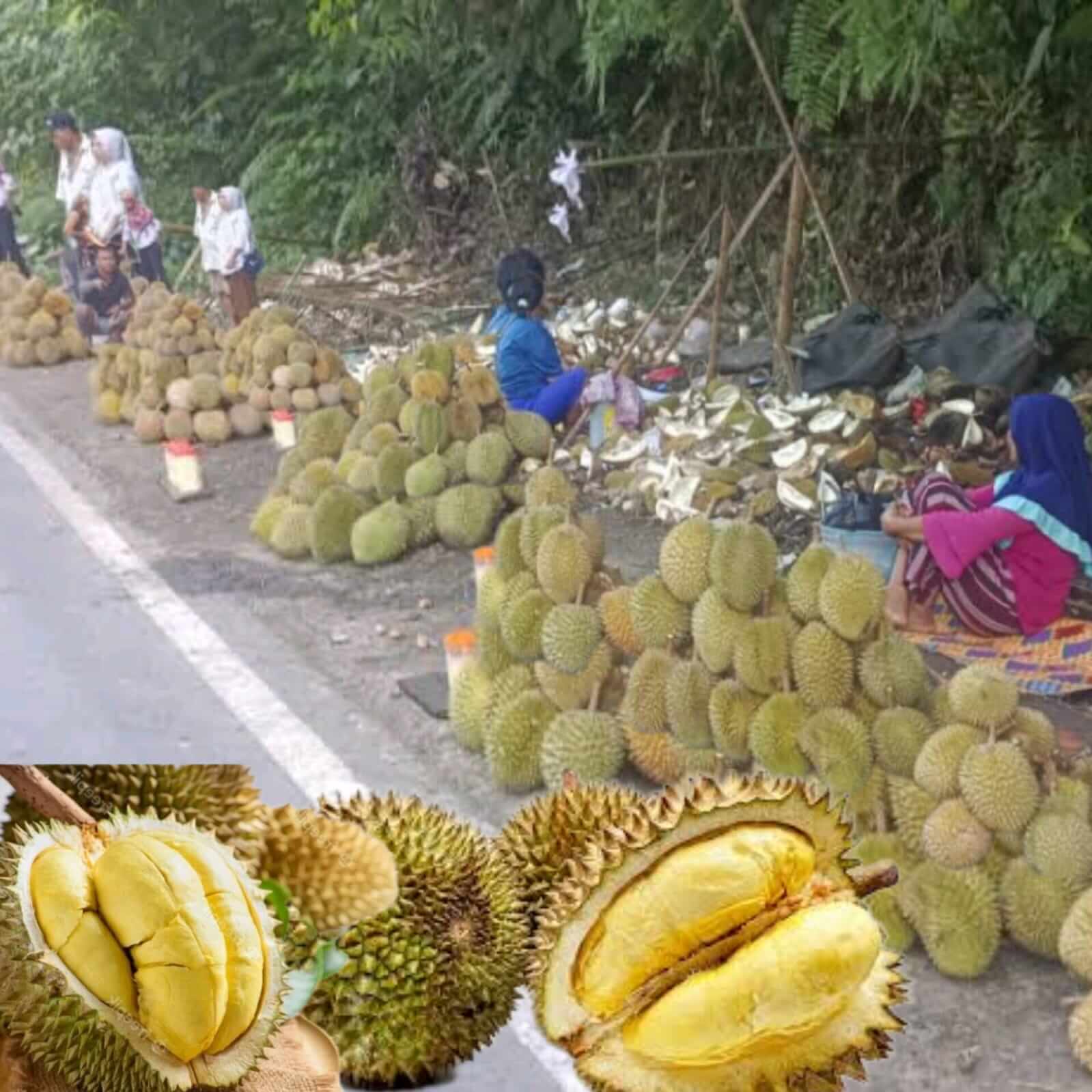 Berikut Dua Jenis Buah Durian Harganya Mahal Dipasaran..Ada di Seluma??