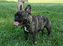  Anjing-anjing Mahal! French Bulldog, Anakanya 90 Jutaan