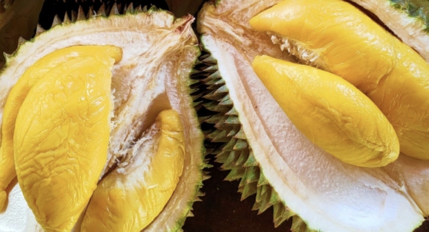 Durian Seluma, Memiliki Manfaat Kesehatan Terkandung Nutrisi Vitamin Meningkatkan Mood