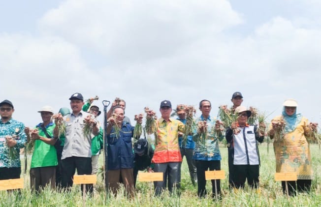 Seginim Bengkulu Selatan Panen Perdana Bawang Merah, Perlu Ketersediaan Pupuk 