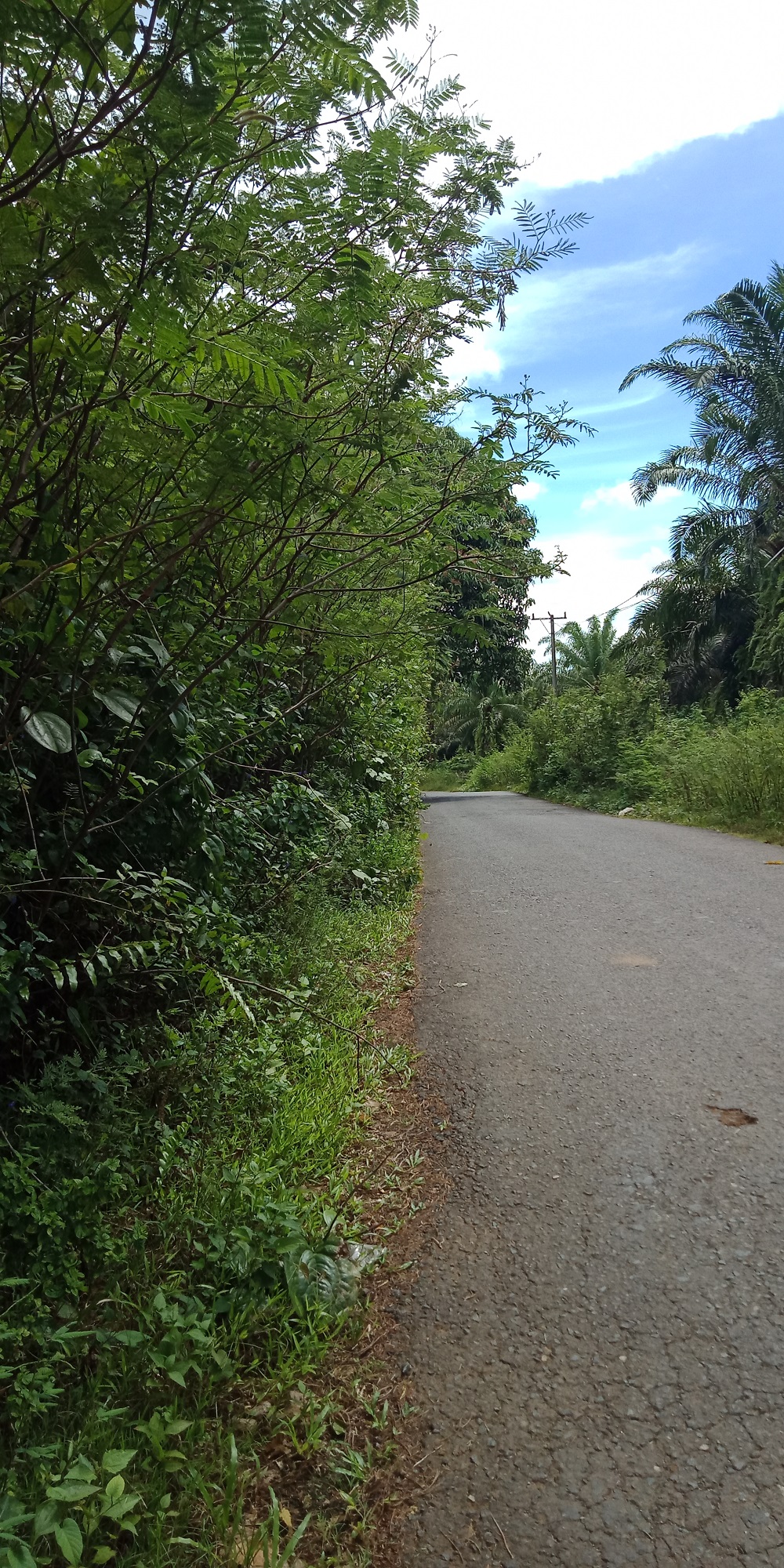 Semak di Pinggi Jalan ke Wisata Napal Jungur Semakin Tinggi