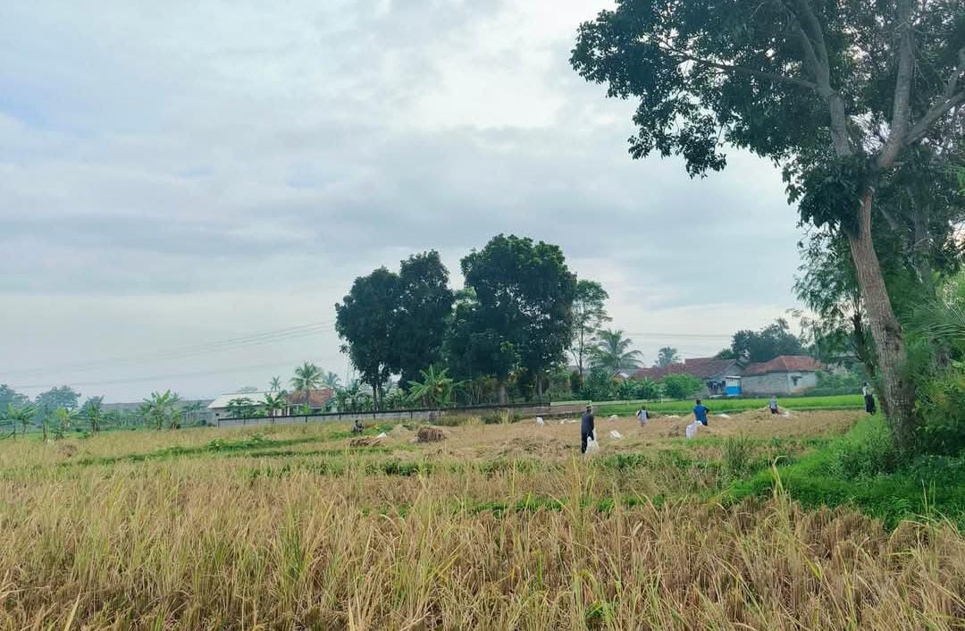  Stok Pangan di Seluma Dipastikan Aman, Panen Padi Awal Tahun 2025 di Seluma Capai 3.152 Ton