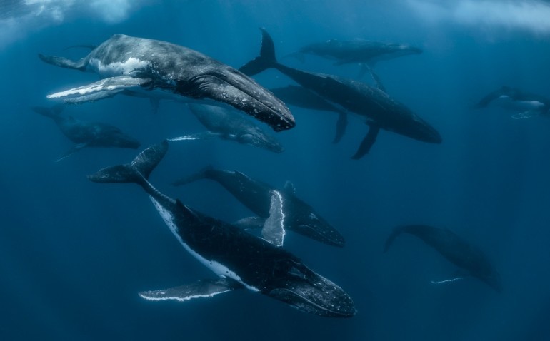 Jalur Imigrasi Mamalia Terbesar Penguasa Laut Berhasil Disibak dengan Teknologi