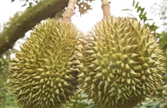 Durian Dikenal dengan Raja Buah, Kulitnya Berduri dan Isi Manis Wow! 