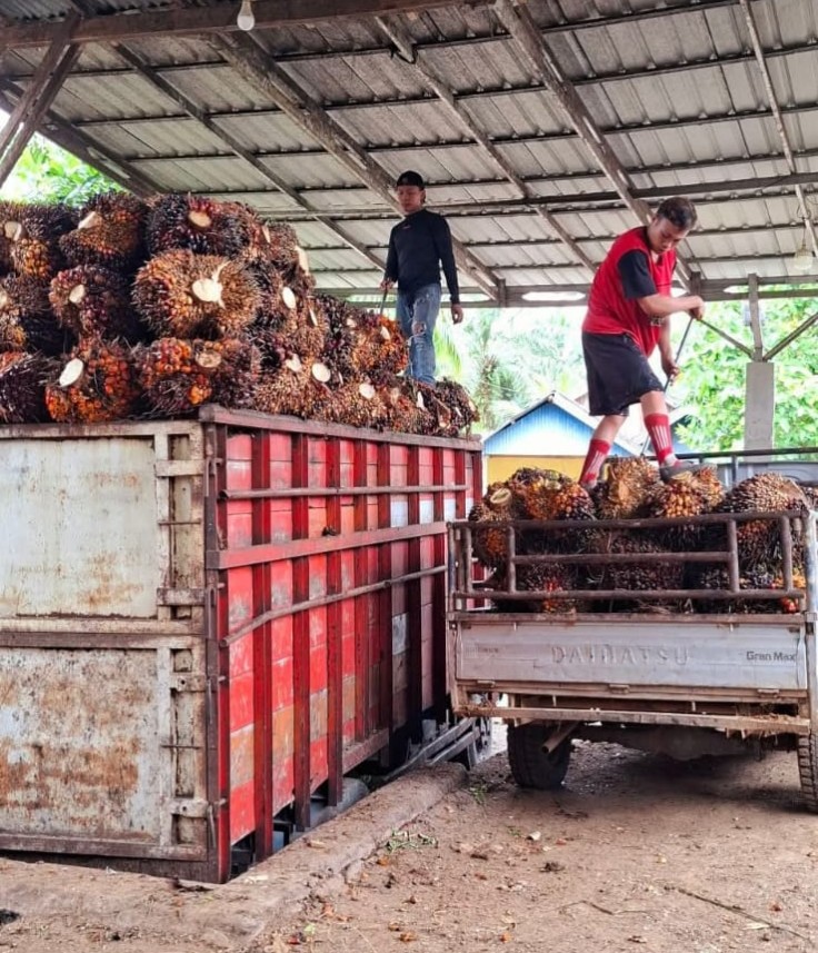 Jelang Ramadan 1447 H, Harga Sawit di Seluma Turun, Karet Masih Stagnan