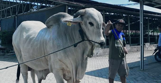 7 Sapi Kurban Presiden Prabowo Jelang Idul Adha 2025: Nama Unik, Berat Tembus 1,3 Ton!