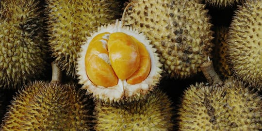 Tiga Jenis Durian Ini, Cocok Tanam di Seluma..Cepat Berbuah!!!
