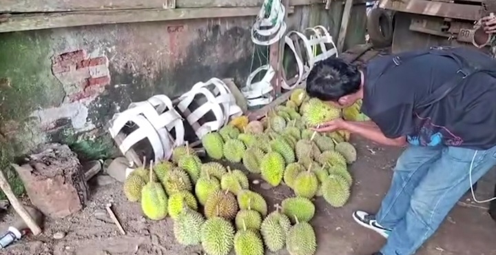 Seluma Banjir Durian, Panen Raya Diprediksi Februari 2027