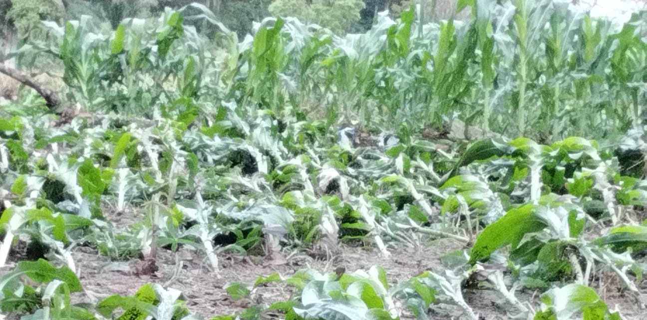 44,75 Hektare Sawah di Seluma Rusak Akibat Bencana Banjir